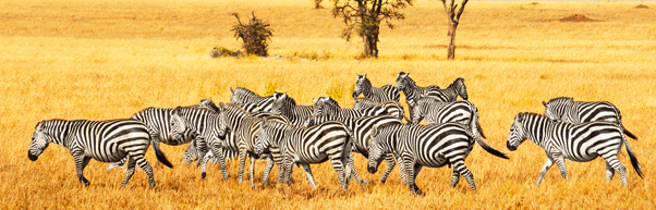 Safari im Reich der Tiere