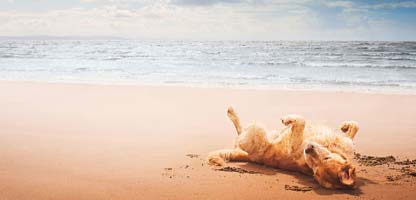 Urlaub mit Hund Balearen